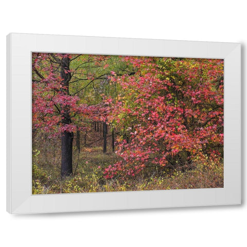 Sweetgum in autumn at Gillham Lake-Arkansas White Modern Wood Framed Art Print by Fitzharris, Tim