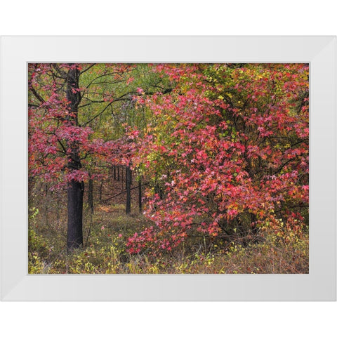 Sweetgum in autumn at Gillham Lake-Arkansas White Modern Wood Framed Art Print by Fitzharris, Tim
