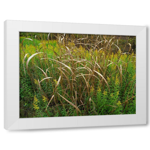 Goldenrods near DeQueen-Arkansas White Modern Wood Framed Art Print by Fitzharris, Tim