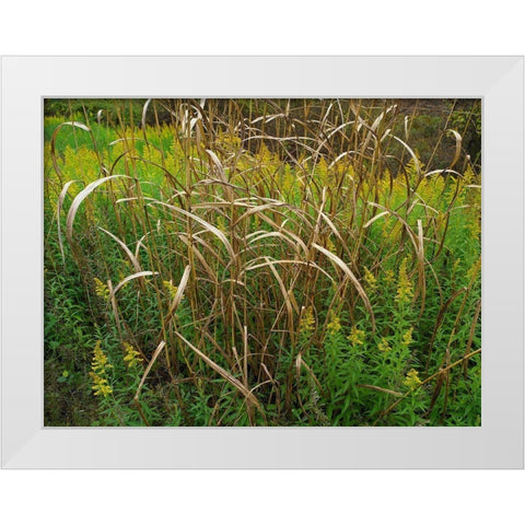 Goldenrods near DeQueen-Arkansas White Modern Wood Framed Art Print by Fitzharris, Tim