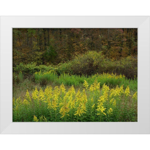 Goldenrods near DeQueen-Arkansas White Modern Wood Framed Art Print by Fitzharris, Tim