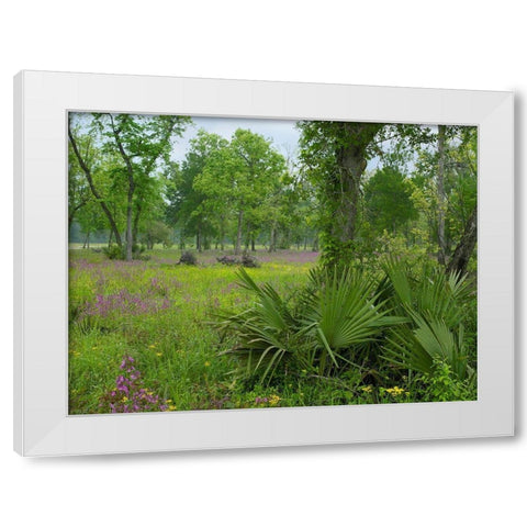 Big Thicket National Preserve-Lance Rosier-Texas White Modern Wood Framed Art Print by Fitzharris, Tim