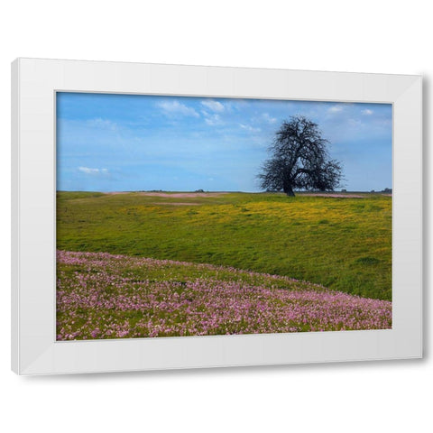 Shooting Star Wildflower Meadow-La Panza Range-California White Modern Wood Framed Art Print by Fitzharris, Tim