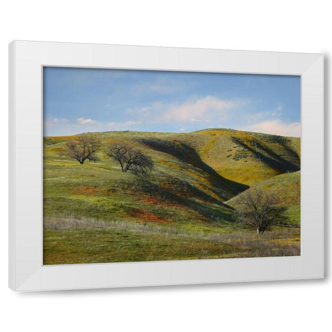 La Panza Range in Spring-Califonia White Modern Wood Framed Art Print by Fitzharris, Tim