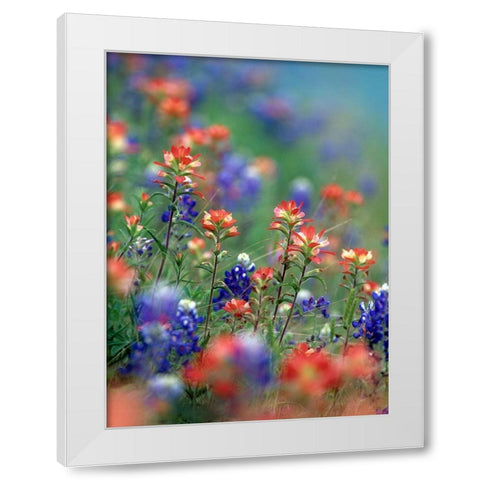 Texas Bluebonnets and Indian Paintbrushes-Hill Country-Texas White Modern Wood Framed Art Print by Fitzharris, Tim