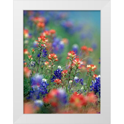 Texas Bluebonnets and Indian Paintbrushes-Hill Country-Texas White Modern Wood Framed Art Print by Fitzharris, Tim