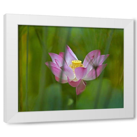 Lotus flower White Modern Wood Framed Art Print by Fitzharris, Tim