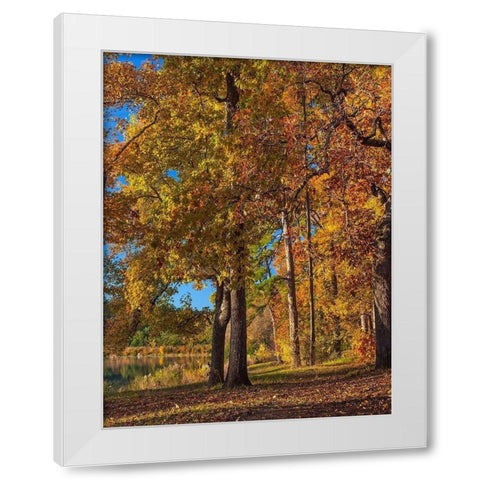 Tyler Lake State Park-Texas White Modern Wood Framed Art Print by Fitzharris, Tim