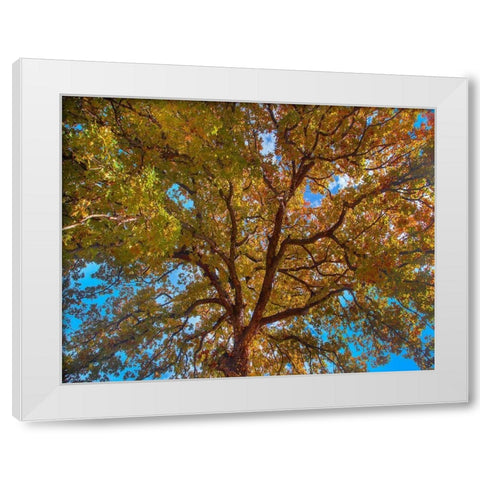 White Oak Tree Crown-Texas White Modern Wood Framed Art Print by Fitzharris, Tim