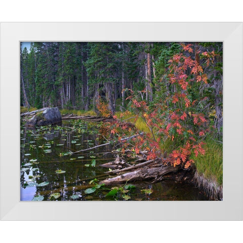 Nymph Lake-Rocky Mountain National Park-Colorado White Modern Wood Framed Art Print by Fitzharris, Tim