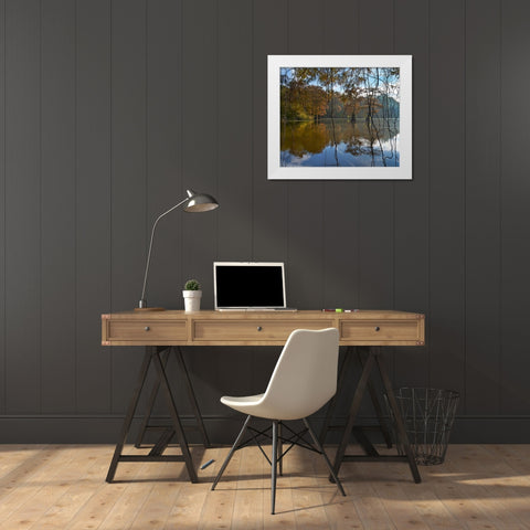 White River National Wildlife Refuge-Arkansas-USA White Modern Wood Framed Art Print by Fitzharris, Tim