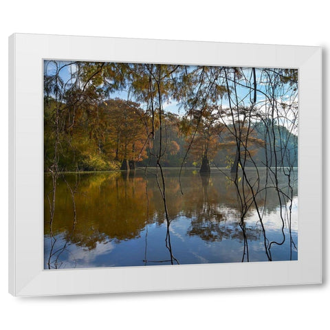 White River National Wildlife Refuge-Arkansas-USA White Modern Wood Framed Art Print by Fitzharris, Tim