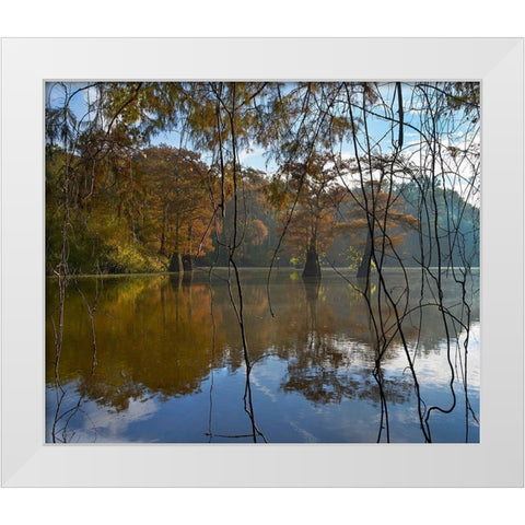 White River National Wildlife Refuge-Arkansas-USA White Modern Wood Framed Art Print by Fitzharris, Tim