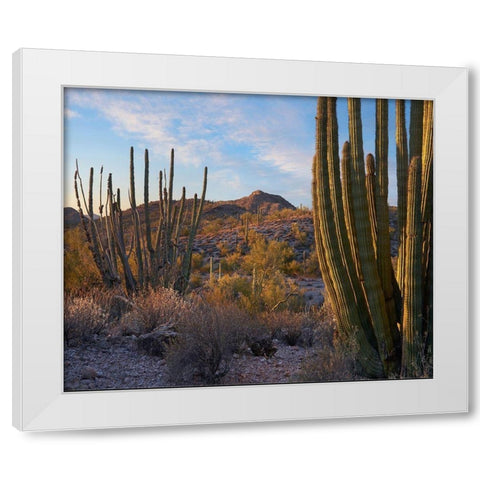 Ajo Mountains-Organ Pipe National Monument-Arizona White Modern Wood Framed Art Print by Fitzharris, Tim