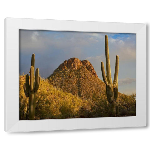 Tucson Mountains-Saguaro National Park-Arizona White Modern Wood Framed Art Print by Fitzharris, Tim