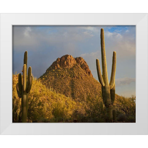 Tucson Mountains-Saguaro National Park-Arizona White Modern Wood Framed Art Print by Fitzharris, Tim