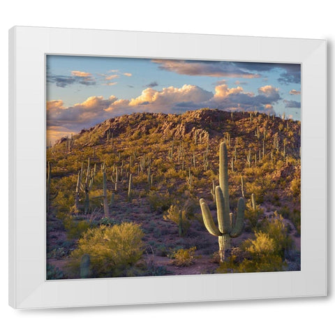 Tucson Mountains-Saguaro National Park-Arizona White Modern Wood Framed Art Print by Fitzharris, Tim