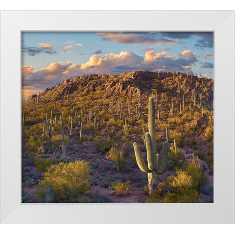 Tucson Mountains-Saguaro National Park-Arizona White Modern Wood Framed Art Print by Fitzharris, Tim