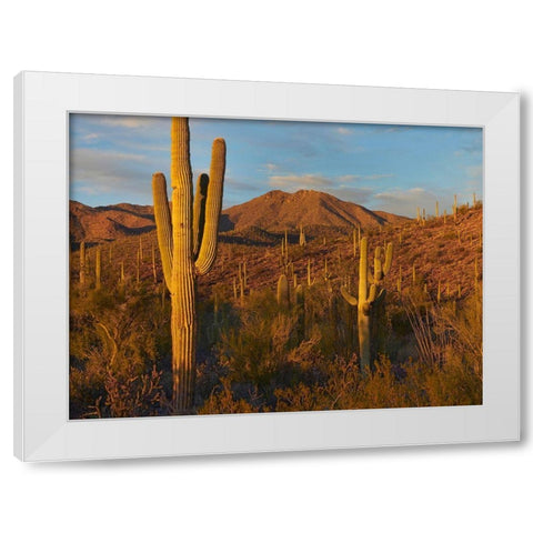 Tucson Mountains-Saguaro National Park-Arizona White Modern Wood Framed Art Print by Fitzharris, Tim