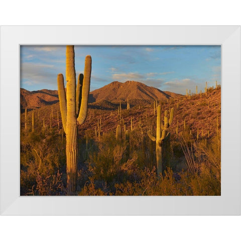 Tucson Mountains-Saguaro National Park-Arizona White Modern Wood Framed Art Print by Fitzharris, Tim