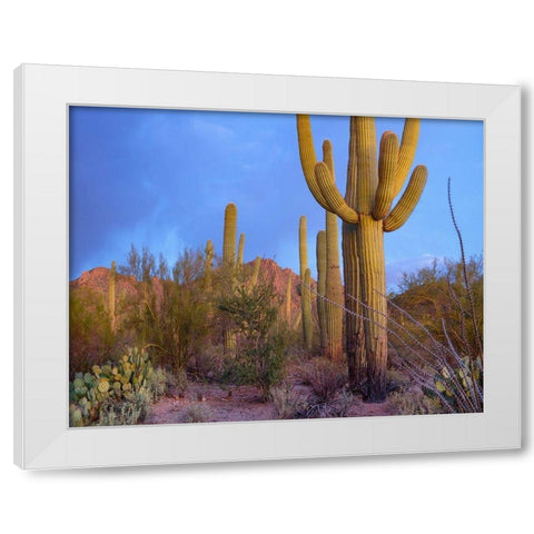 Tucson Mountains-Saguaro National Park-Arizona White Modern Wood Framed Art Print by Fitzharris, Tim