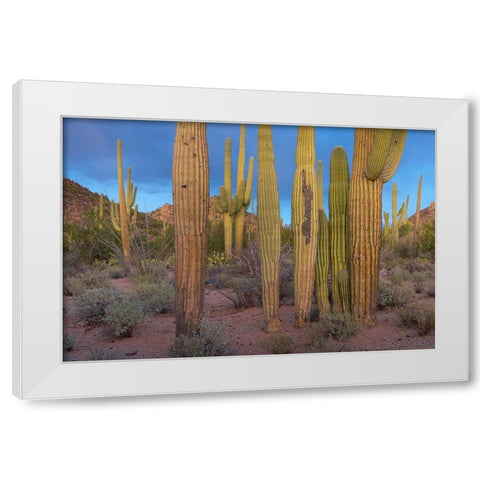 Tucson Mountains-Saguaro National Park-Arizona White Modern Wood Framed Art Print by Fitzharris, Tim