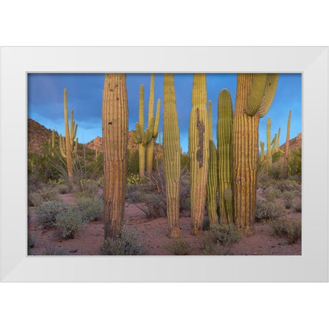 Tucson Mountains-Saguaro National Park-Arizona White Modern Wood Framed Art Print by Fitzharris, Tim