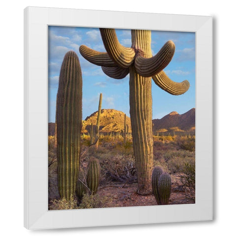 Tucson Mountains-Saguaro National Park-Arizona White Modern Wood Framed Art Print by Fitzharris, Tim