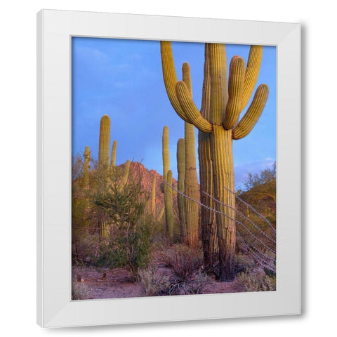 Tucson Mountains-Saguaro National Park-Arizona White Modern Wood Framed Art Print by Fitzharris, Tim