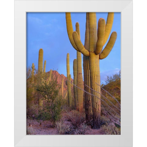 Tucson Mountains-Saguaro National Park-Arizona White Modern Wood Framed Art Print by Fitzharris, Tim