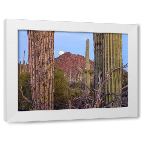 Tucson Mountains-Saguaro National Park-Arizona White Modern Wood Framed Art Print by Fitzharris, Tim