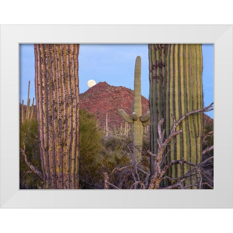 Tucson Mountains-Saguaro National Park-Arizona White Modern Wood Framed Art Print by Fitzharris, Tim