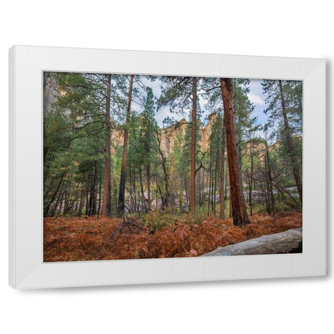 Coconino National Forest from West Fork Trail near Sedona-Arizona White Modern Wood Framed Art Print by Fitzharris, Tim