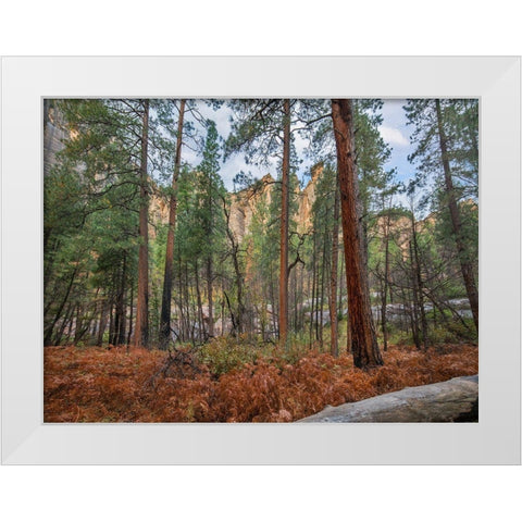 Coconino National Forest from West Fork Trail near Sedona-Arizona White Modern Wood Framed Art Print by Fitzharris, Tim