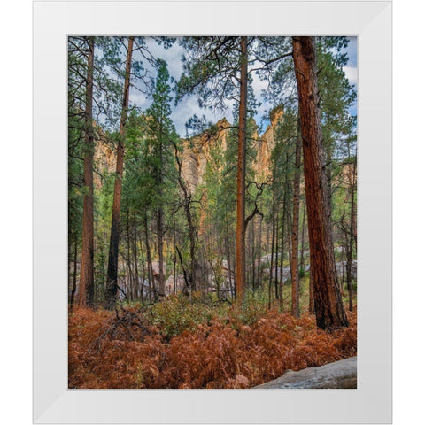 Coconino National Forest from West Fork Trail near Sedona-Arizona White Modern Wood Framed Art Print by Fitzharris, Tim