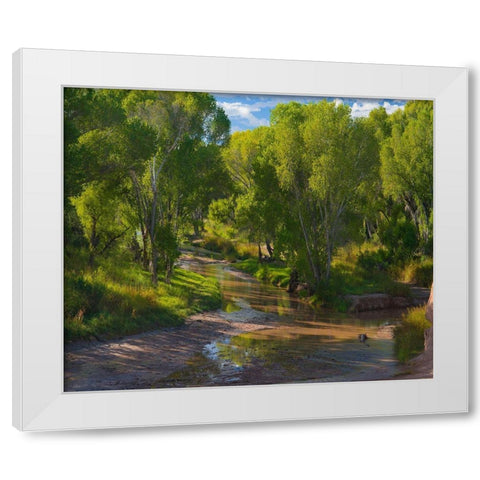 Cottonwoods along the San Pedro River-Arizona-USA White Modern Wood Framed Art Print by Fitzharris, Tim