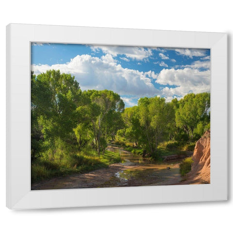 Cottonwoods along the San Pedro River-Arizona-USA White Modern Wood Framed Art Print by Fitzharris, Tim