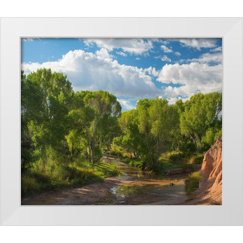 Cottonwoods along the San Pedro River-Arizona-USA White Modern Wood Framed Art Print by Fitzharris, Tim