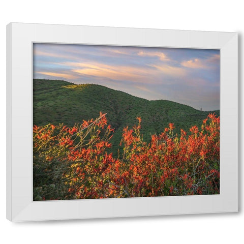 Chuparosa-Anza Borrego Desert State Park-California-USA White Modern Wood Framed Art Print by Fitzharris, Tim