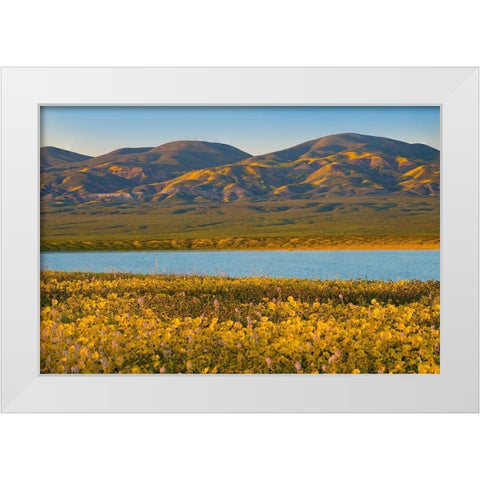 Temblor Range at Soda Lake -Carrizo Plain National Monument-California White Modern Wood Framed Art Print by Fitzharris, Tim