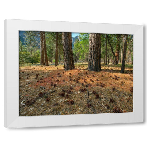 Pine Forest-Yosemite Valley-Yosemite National Park-California-USA White Modern Wood Framed Art Print by Fitzharris, Tim