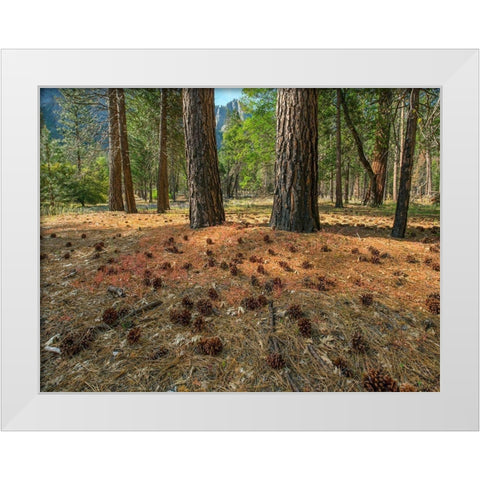 Pine Forest-Yosemite Valley-Yosemite National Park-California-USA White Modern Wood Framed Art Print by Fitzharris, Tim