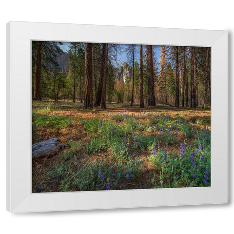 Lupine Meadow-Yosemite Valley-Yosemite National Park-California White Modern Wood Framed Art Print by Fitzharris, Tim