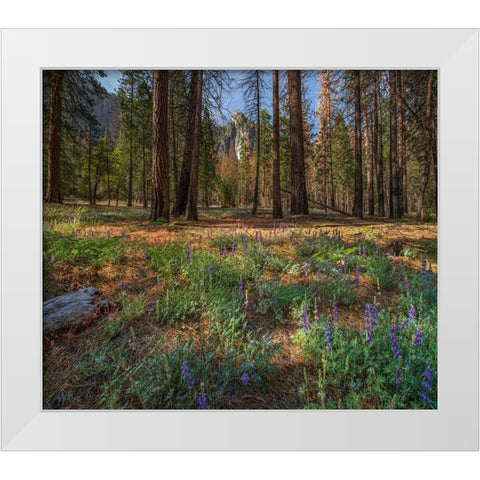 Lupine Meadow-Yosemite Valley-Yosemite National Park-California White Modern Wood Framed Art Print by Fitzharris, Tim