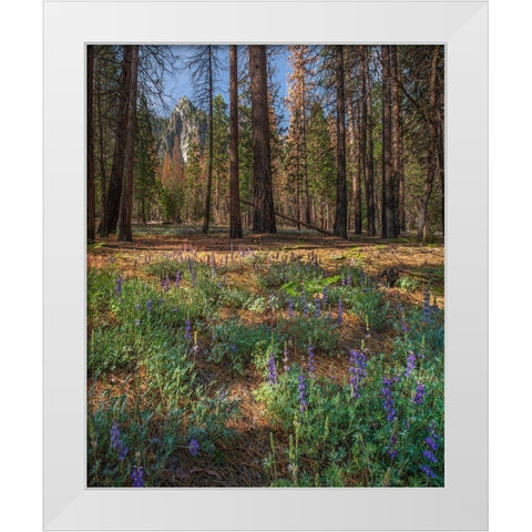 Lupine Meadow-Yosemite Valley-Yosemite National Park-California White Modern Wood Framed Art Print by Fitzharris, Tim