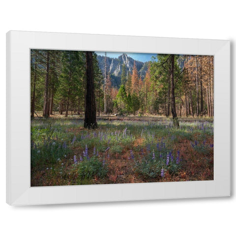 Lupine Meadow-Yosemite Valley-Yosemite National Park-California White Modern Wood Framed Art Print by Fitzharris, Tim