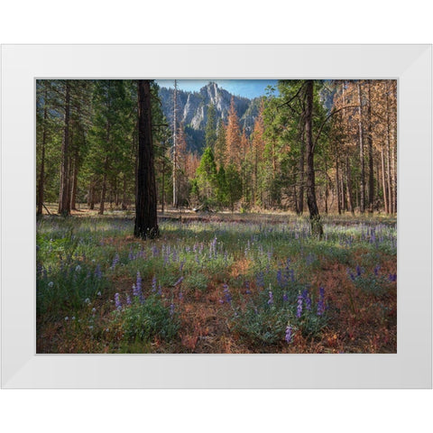 Lupine Meadow-Yosemite Valley-Yosemite National Park-California White Modern Wood Framed Art Print by Fitzharris, Tim