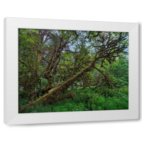 Mossy Big-leaf Maple-Redwood National Park-California-USA White Modern Wood Framed Art Print by Fitzharris, Tim