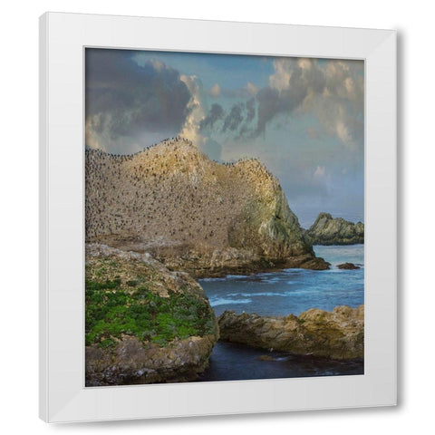 Bird Island-Point Lobos State reserve-California White Modern Wood Framed Art Print by Fitzharris, Tim