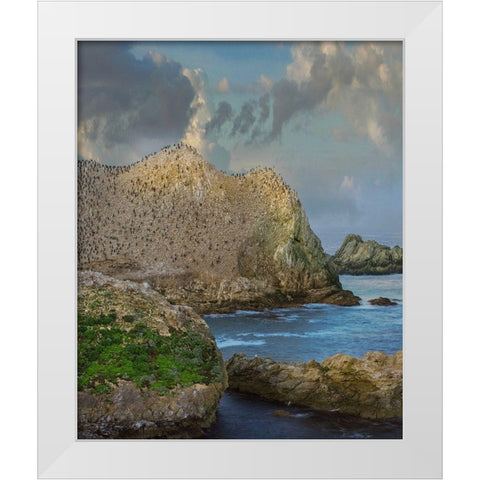 Bird Island-Point Lobos State reserve-California White Modern Wood Framed Art Print by Fitzharris, Tim